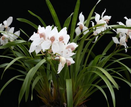 virágcsokor arany orchidea