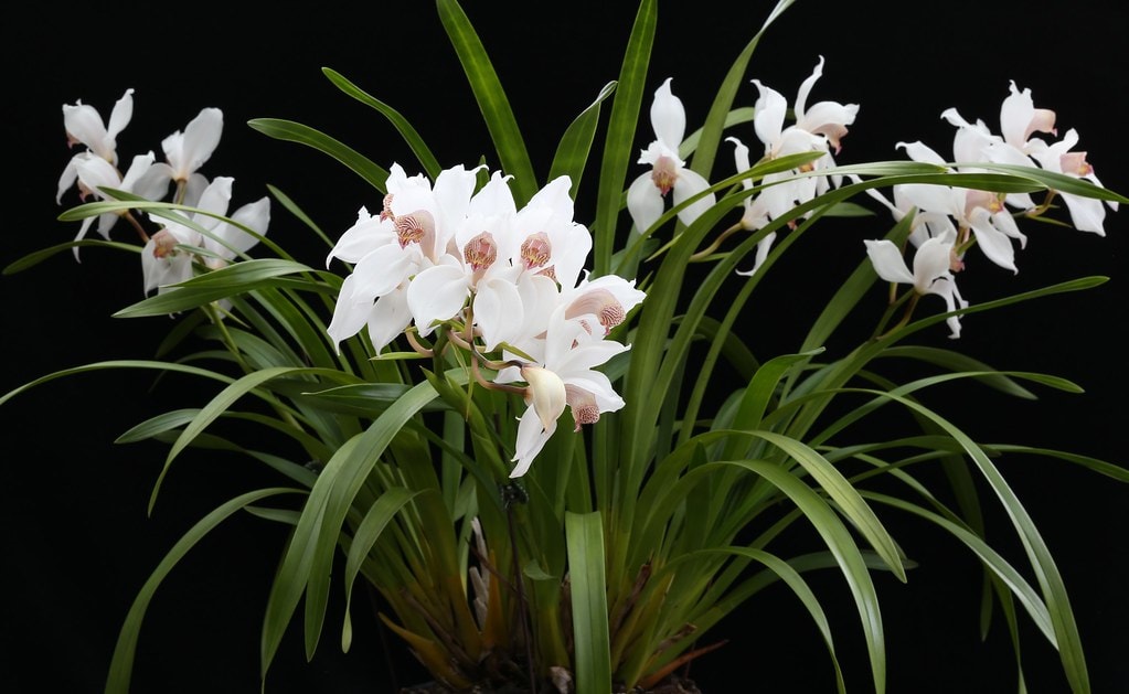 virágcsokor arany orchidea